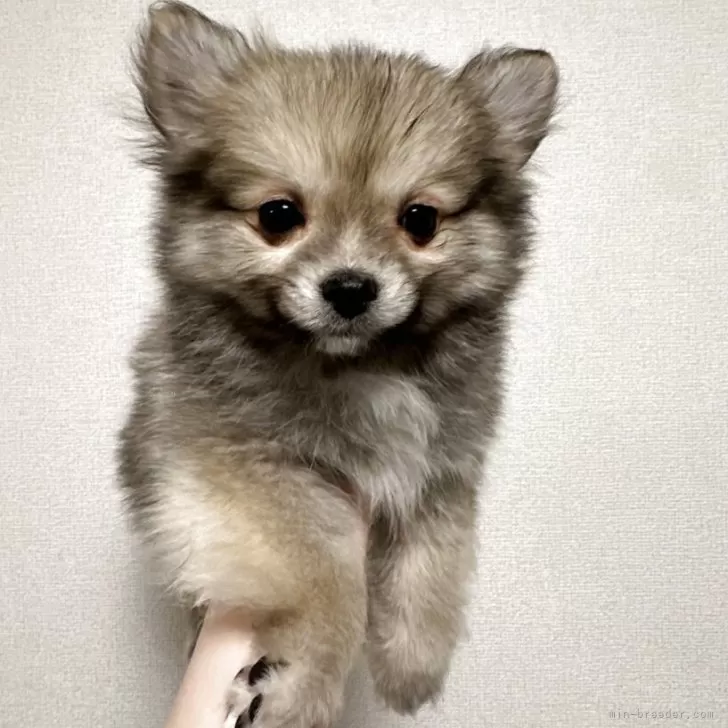 あ 様のお迎えした子犬