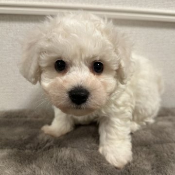 ビションフリーゼ【滋賀県・男の子・2025年10月23日・ホワイト】の写真「爆毛の可愛いビション君です🩵」