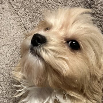 チワプー(トイプードル×チワワ)【滋賀県・女の子・2025年11月9日・アプリコットホワイト】の写真「ぬいぐるみみたいな可愛さ🧸トイトレもしてます♡」