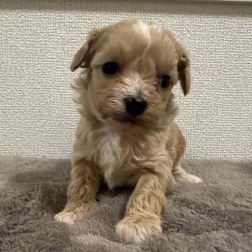 チワプー(トイプードル×チワワ)【滋賀県・女の子・2025年11月9日・アプリコットホワイト】の写真「ぬいぐるみみたいな可愛さ🧸🩷」