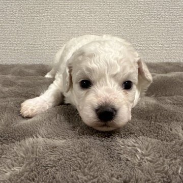 ビションフリーゼ【滋賀県・男の子・2025年10月23日・ホワイト】の写真「甘えん坊で可愛いビション君です🩵🩵」