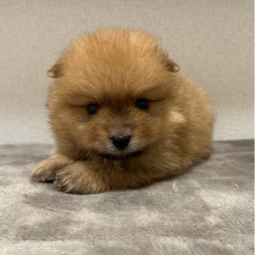 ポメラニアン【滋賀県・男の子・2025年8月28日・オレンジセーブル】の写真「可愛い男の子ポメちゃん産まれました🩵🩵」