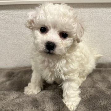 ビションフリーゼ【滋賀県・女の子・2025年10月29日・ホワイト】の写真「爆毛の可愛いビションちゃん❤️」