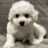 ビションフリーゼ【滋賀県・男の子・2024年10月26日・ホワイト】の写真1「もちもちでかわいい🤍🤍」