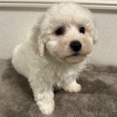 ビションフリーゼ