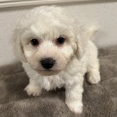 ビションフリーゼ