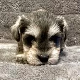 ミニチュアシュナウザー【滋賀県・女の子・2025年4月16日・ソルト&ペッパー】の写真3