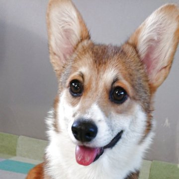 ウェルシュ・コーギー・ペンブローク【宮城県・女の子・2025年5月30日・セーブルアンドホワイト】の写真「変性性脊髄症・運動誘発性虚脱クリアの元気な娘！」