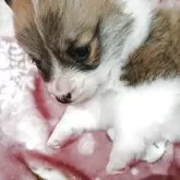 ウェルシュ・コーギー・ペンブローク【宮城県・女の子・2025年10月19日・セーブルアンドホワイト】の写真7「あーふかふかでねむくなるー。」