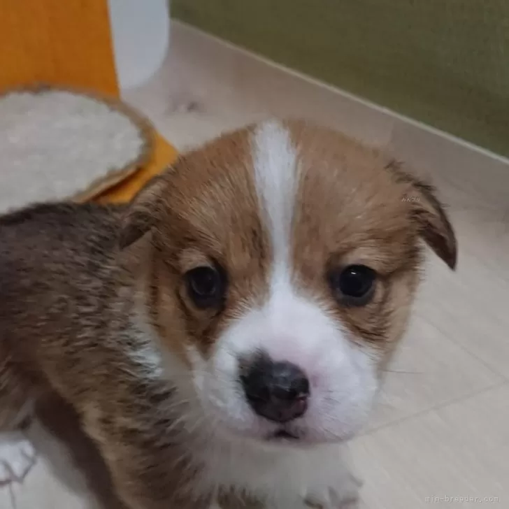 ID:2312-01001の子犬