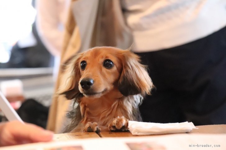 内桶　祐美(うちおけ　ゆみ)ブリーダー(埼玉県・カニンヘンダックスフンド(ロング)など・JKC登録)の紹介写真2