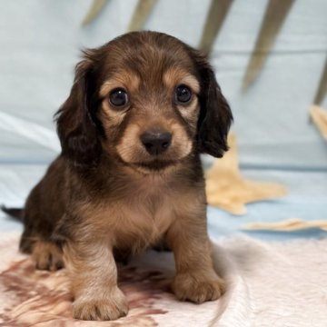 カニンヘンダックスフンド(ロング)【埼玉県・男の子・2025年5月5日・レッド】の写真「PRAクリアのと〜っても可愛い男の子🩵」