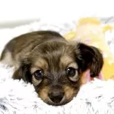 カニンヘンダックスフンド(ロング)【埼玉県・男の子・2025年9月26日・レッド】の写真6