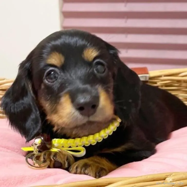 ID：2209-00528の子犬