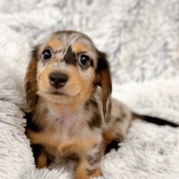 カニンヘンダックスフンド(ロング)【埼玉県・男の子・2024年7月2日・シルバーダップル】の写真「🩵‪とっても可愛い男の子🩵‪」