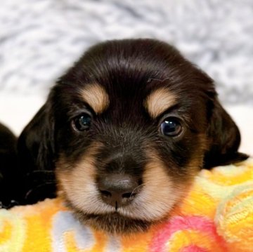 カニンヘンダックスフンド(ロング)【埼玉県・男の子・2024年7月2日・ブラックタン】の写真「可愛いぷくぷくの男の子♥️」