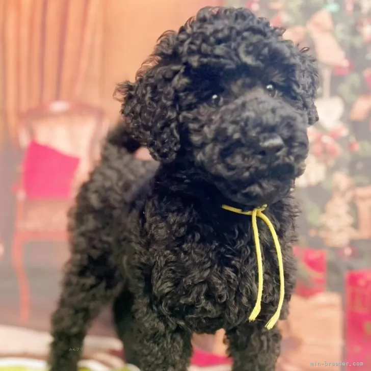 K.S 様のお迎えした子犬