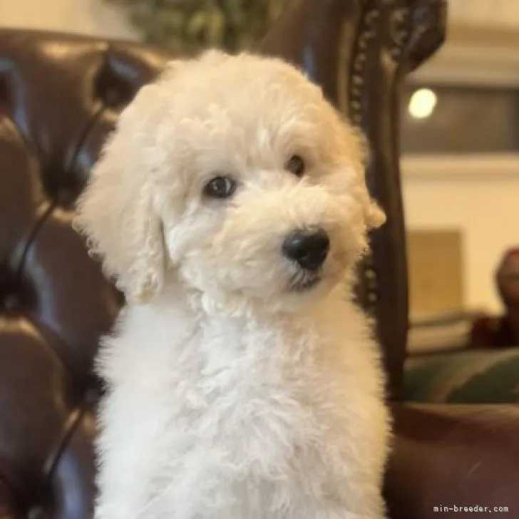 ID：2210-00706の子犬