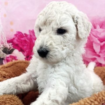 スタンダードプードル【大分県・男の子・2023年9月22日・ホワイト】の写真「どっしりずっしりタイプ」