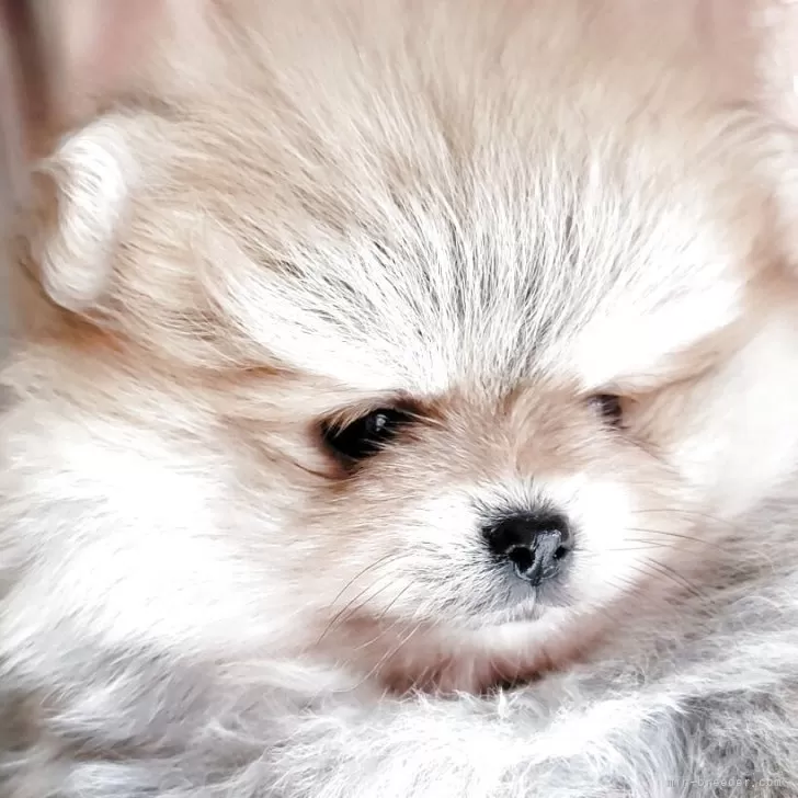 りんも 様のお迎えした子犬