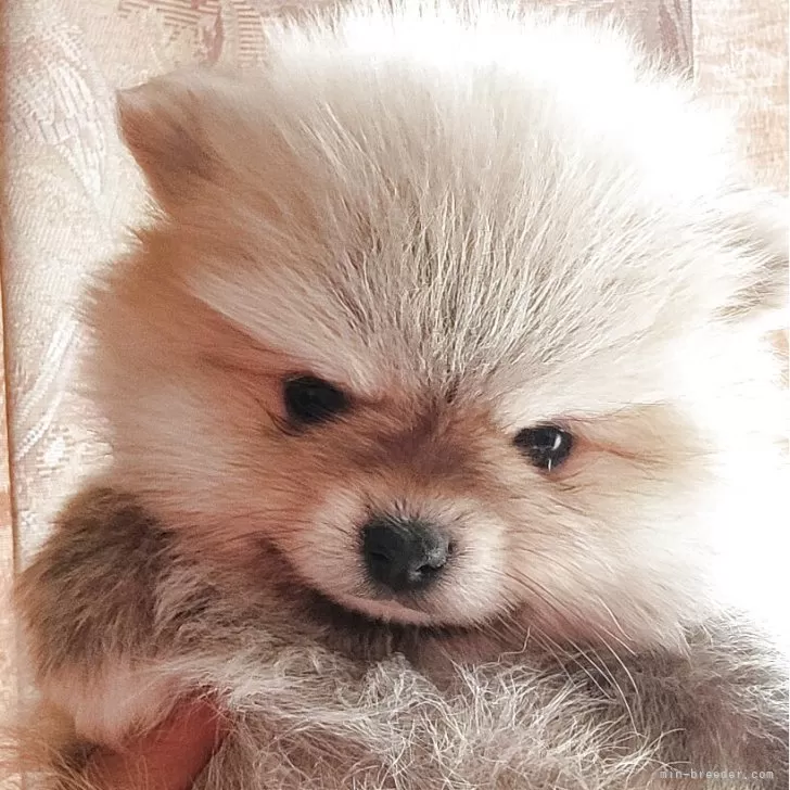 りん 様のお迎えした子犬
