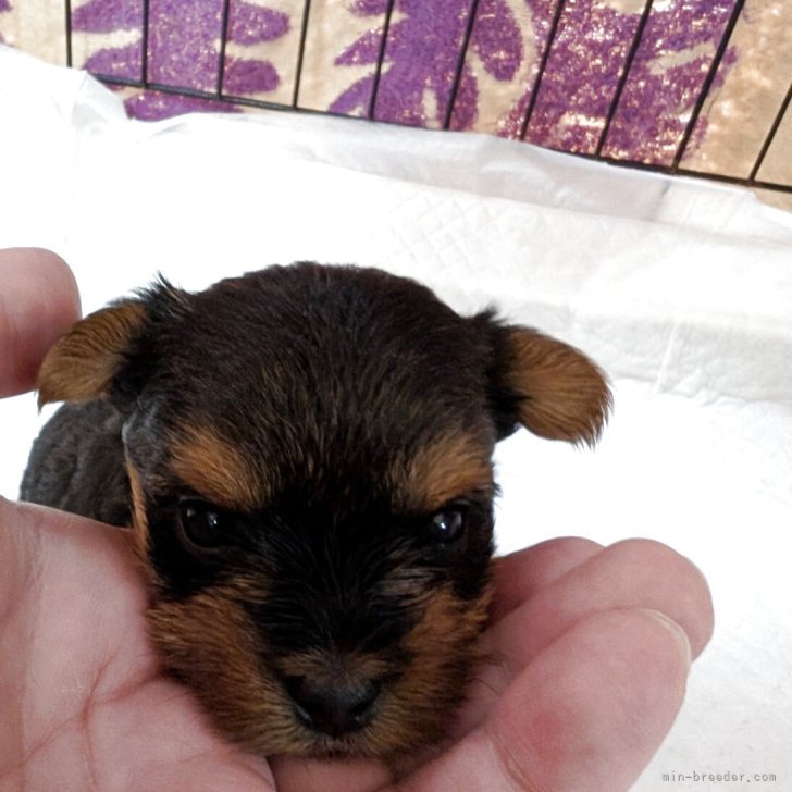 ブリーダー画像