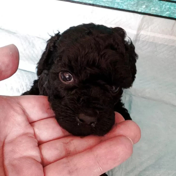 K.H 様のお迎えした子犬