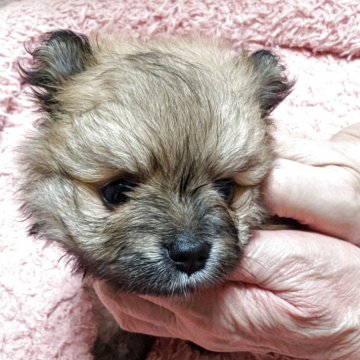 ポメラニアン【神奈川県・男の子・2025年6月21日・オレンジ】の写真「可愛い男の子です！」