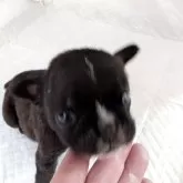 フレンチブルドッグ