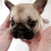 フレンチブルドッグ