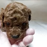 トイプードル(トイ)【神奈川県・男の子・2025年11月10日・レッド】の写真2