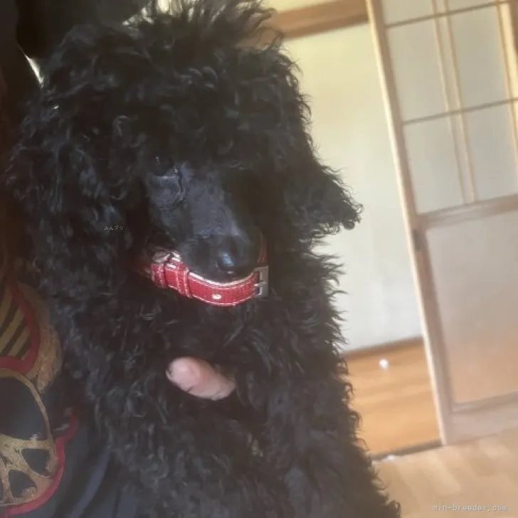 ID：2305-02290の子犬