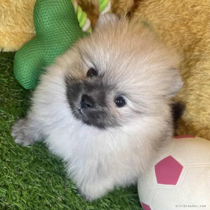 K.K 様のお迎えした子犬