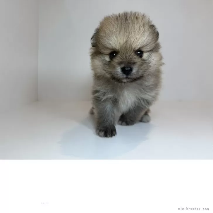 ID:2506-03218の子犬