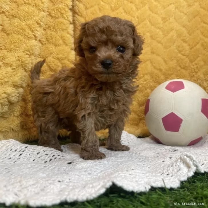ID：2503-05497の子犬