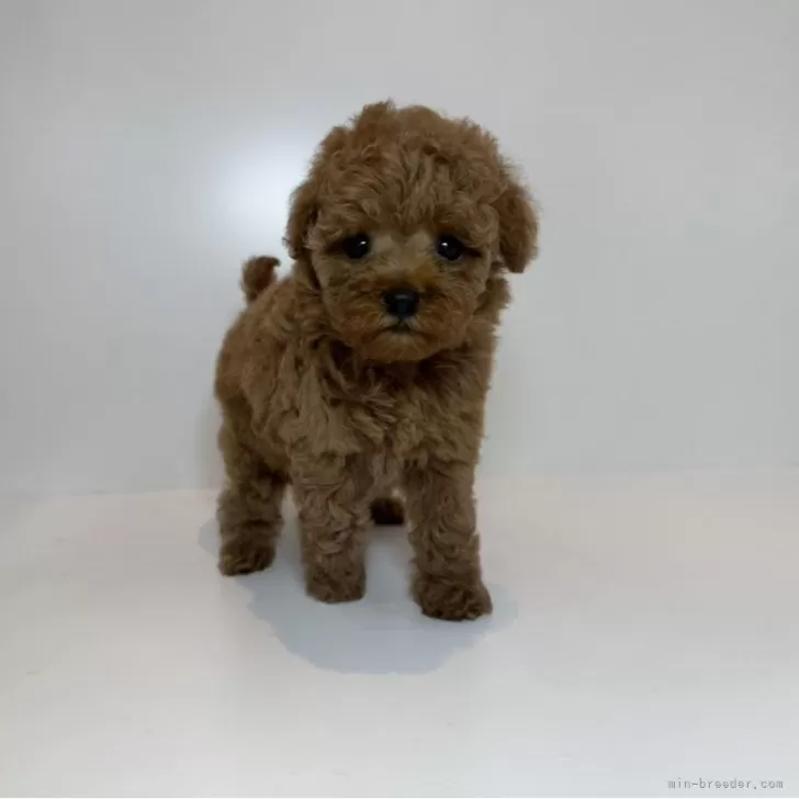 ID：2507-06663の子犬