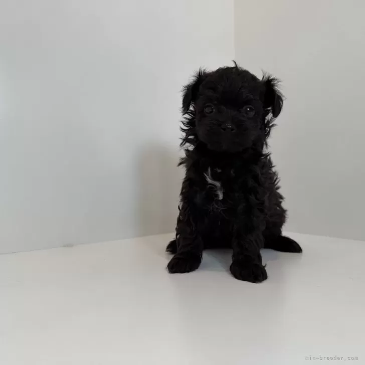 ポメプー(ポメラニアン×トイプードル)【山口県・女の子・2025年10月30日・ブラック】の写真1