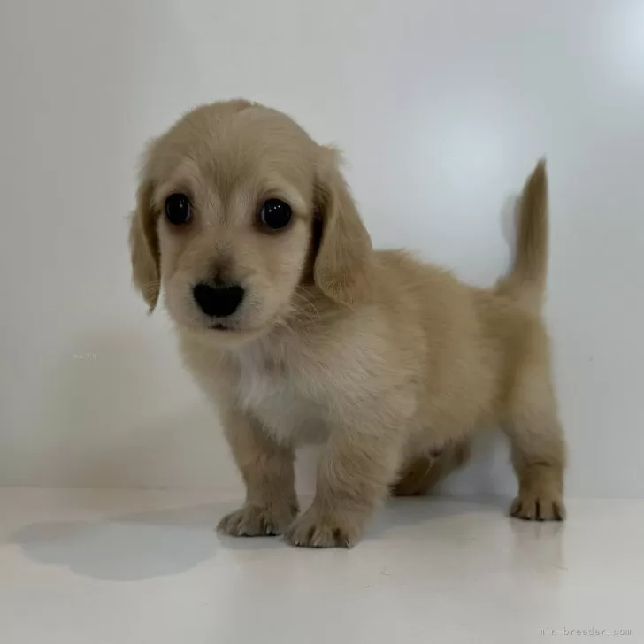 ID:2507-09285の子犬