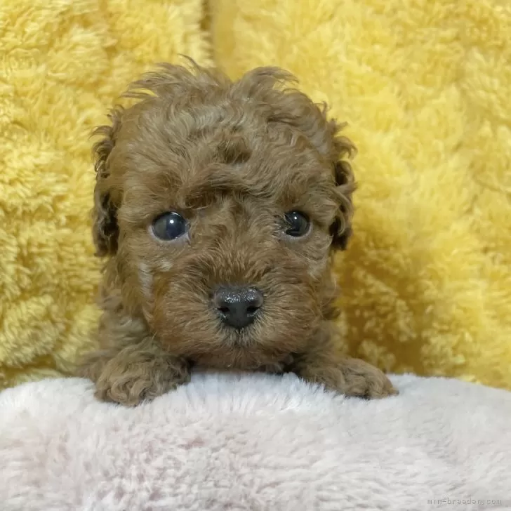 ID:2501-06085の子犬