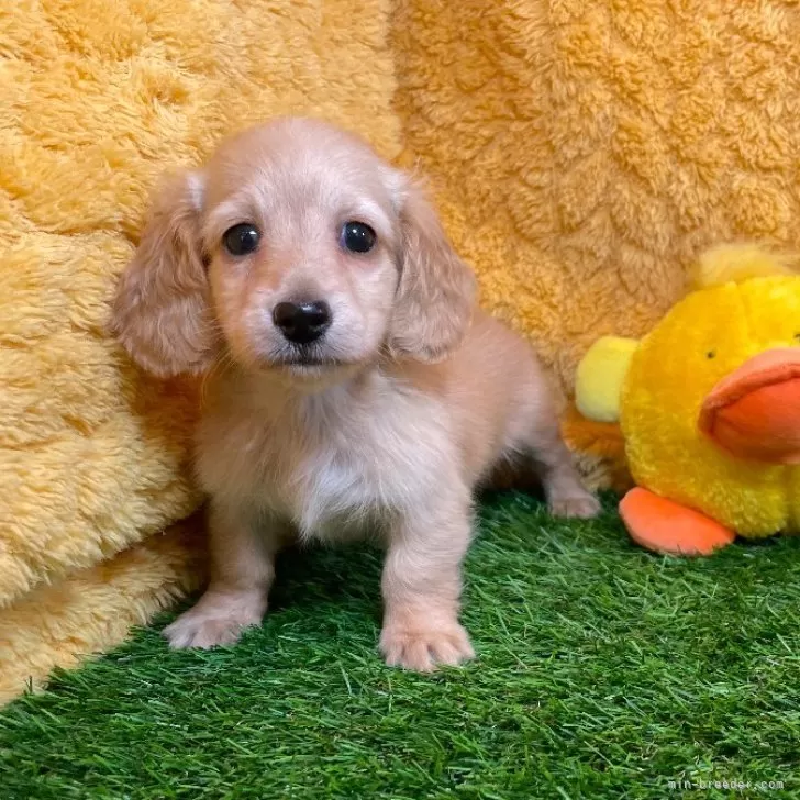 ID：2501-02531の子犬