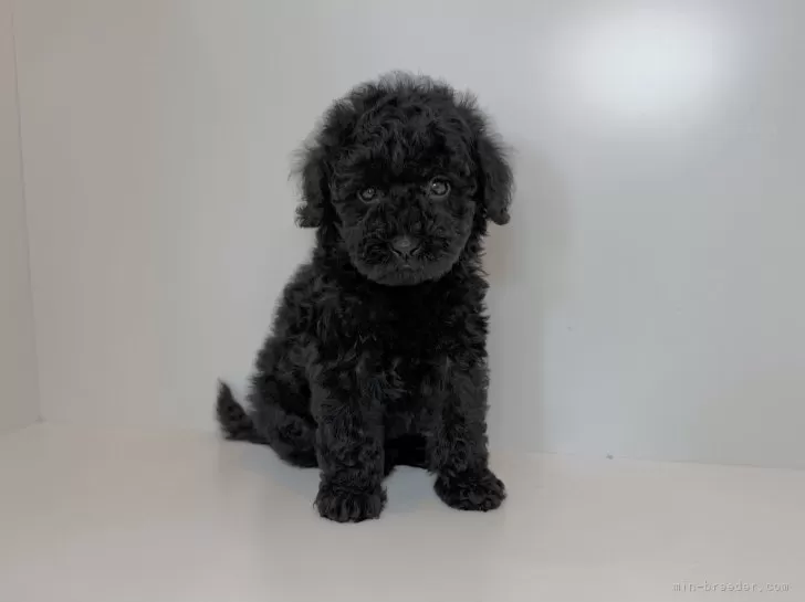 ID:2507-09273の子犬