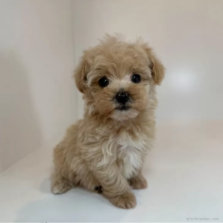 ID：2508-01905の子犬