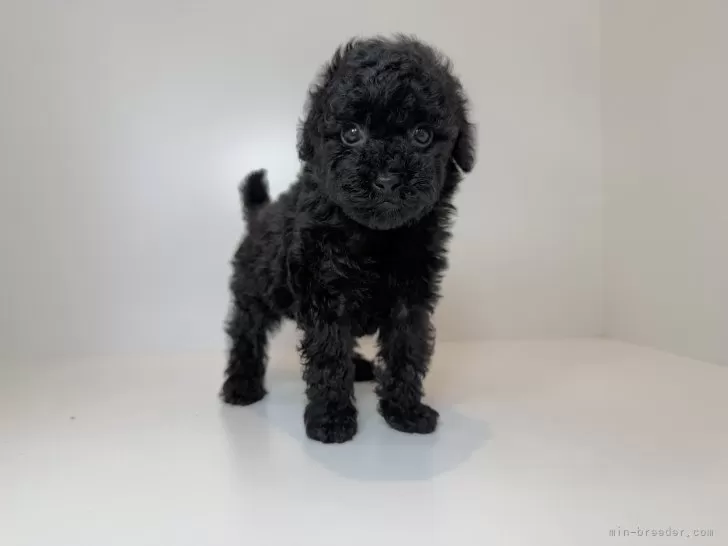 ID：2507-09274の子犬