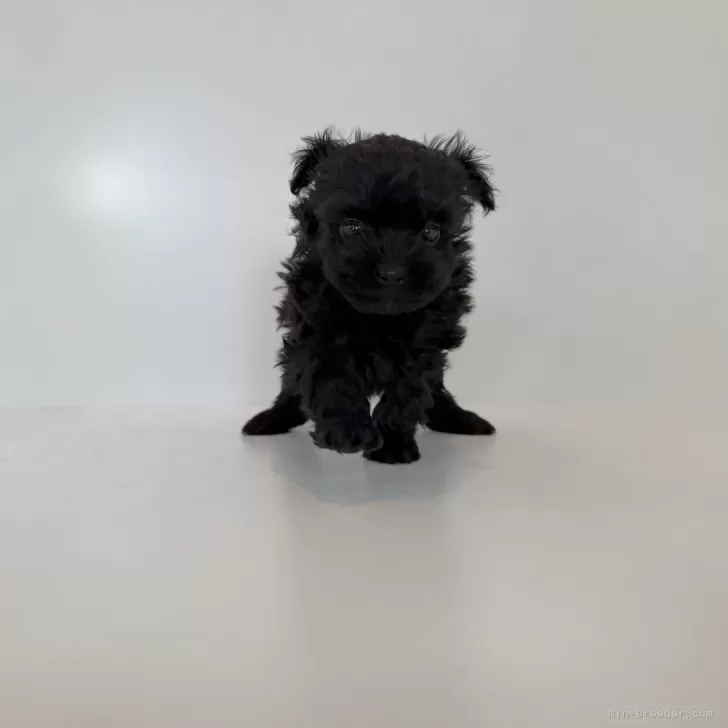 ポメプー(ポメラニアン×トイプードル)【山口県・男の子・2025年10月30日・ブラック】の写真1