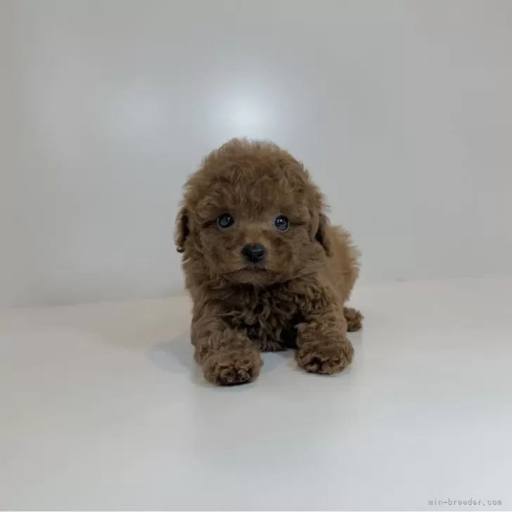 ティーカッププードル【山口県・女の子・2025年10月4日・レッド】の写真1