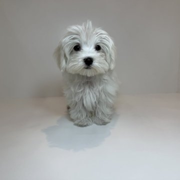 マルチーズ【山口県・男の子・2025年6月27日・ホワイト】の写真「可愛いさ満点男の子♡当社管理番号：80605」