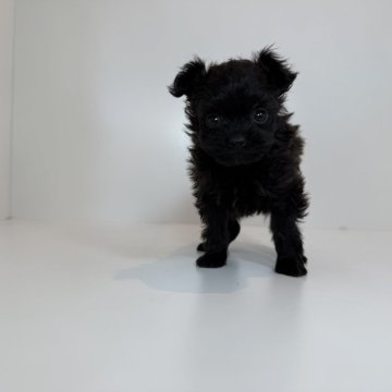 ポメプー(ポメラニアン×トイプードル)【山口県・女の子・2025年10月30日・ブラック】の写真「クリクリ可愛い女の子♡当社管理番号：121001」