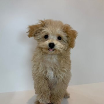 マルプー(マルチーズ×トイプードル)【山口県・男の子・2025年8月16日・クリーム&ホワイト】の写真「とってもキュートな男の子♡当社管理番号：92502」