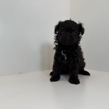 ポメプー(ポメラニアン×トイプードル)【山口県・女の子・2025年10月30日・ブラック】の写真「胸元の白色が可愛い子♡当社管理番号：121003」