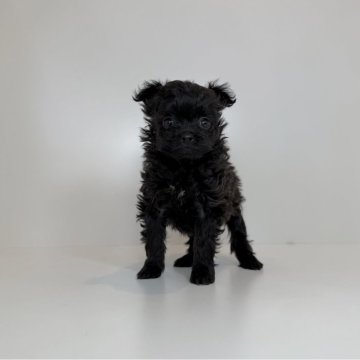 ポメプー(ポメラニアン×トイプードル)【山口県・女の子・2025年10月30日・ブラック】の写真「可愛さ満点の女の子♡当社管理番号：121002」